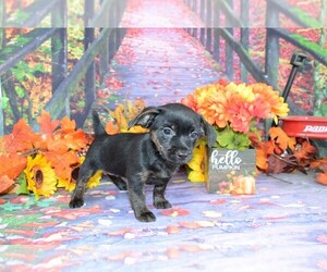 YorkiePoo-Yorkshire Terrier Mix Puppy for sale in LAKE BENTON, MN, USA