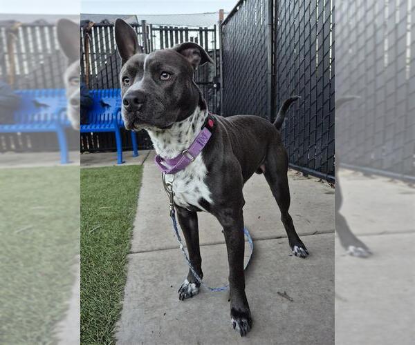 Medium Photo #1 Mutt Puppy For Sale in Elk Grove, CA, USA