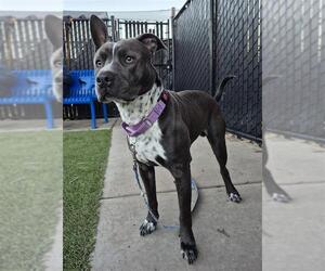 Mutt Dogs for adoption in Elk Grove, CA, USA