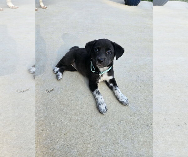 Medium Photo #3 Labsky Puppy For Sale in Hillsboro, MO, USA