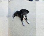 Small #2 Labsky
