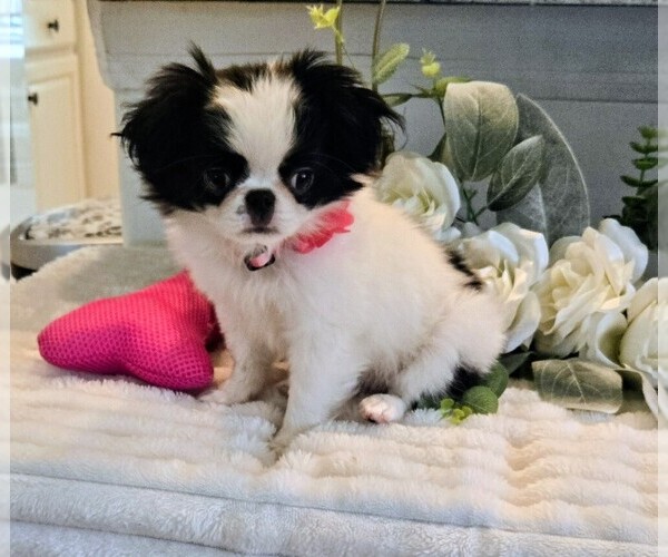 Medium Photo #2 Japanese Chin Puppy For Sale in VIERA, FL, USA