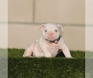 English Bulldog Puppy for sale in SAN JOSE, CA, USA