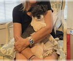 Small #2 Shih Tzu Mix