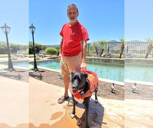 Bluebell - Female German Shepherd Dog-Unknown Mix Dog for Adoption - Photo #4