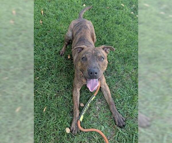 Medium Photo #2 American Pit Bull Terrier-Unknown Mix Puppy For Sale in Redlands, CA, USA
