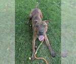 Small #1 American Pit Bull Terrier Mix