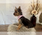 Sharla - Female Yorkshire Terrier Puppy for Sale - Photo #3