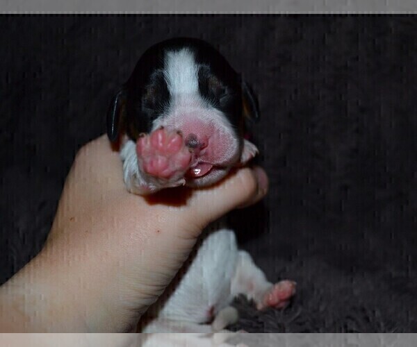 Medium Photo #4 English Springer Spaniel Puppy For Sale in LITCHFIELD, MN, USA