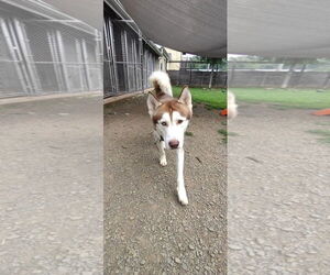 Blaze - Male Siberian Husky Dog for Adoption - Photo #3