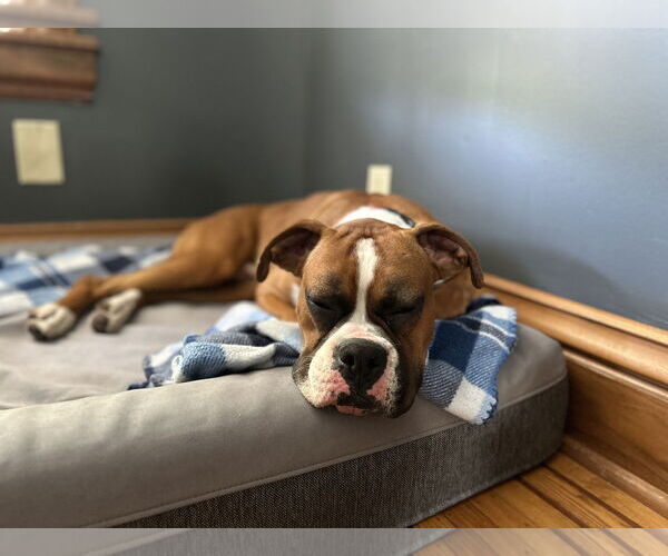 Medium Photo #2 Boxer Puppy For Sale in Woodbury, MN, USA