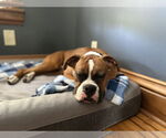 Small #1 Boxer
