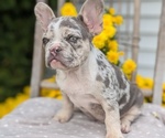Puppy Victor French Bulldog
