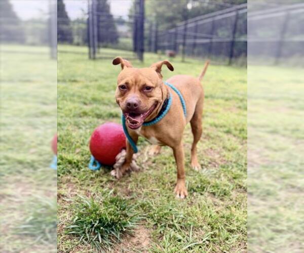 Medium Photo #4 American Pit Bull Terrier Puppy For Sale in Derwood, MD, USA