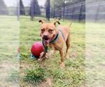 Small #3 American Pit Bull Terrier