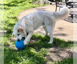 Small #2 Great Pyrenees Mix