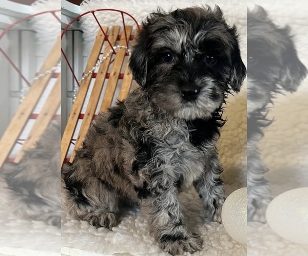 Medium Photo #7 Whoodle (Miniature) Puppy For Sale in RICHMOND, IL, USA