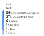 Small #22 American Pit Bull Terrier-American Staffordshire Terrier Mix