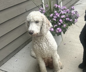 Mother of the Saint Berdoodle puppies born on 07/21/2025