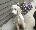 Small Photo #1 Saint Berdoodle Puppy For Sale in FRANKFORT, IN, USA