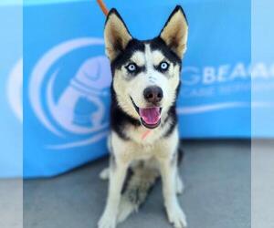 Siberian Husky Dogs for adoption in Long Beach, CA, USA