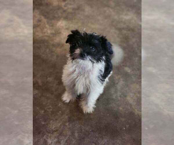 Medium Photo #1 Mutt Puppy For Sale in Candler, NC, USA