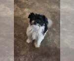 Fezzik - Male Mutt Dog for Adoption - Small photo