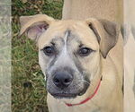 Small Photo #3 Black Mouth Cur-Unknown Mix Puppy For Sale in Huntley, IL, USA
