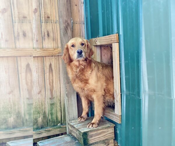 Medium Photo #1 Golden Retriever Puppy For Sale in NEWTON GROVE, NC, USA