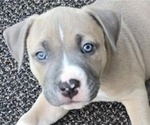 Puppy Ollie American Bully