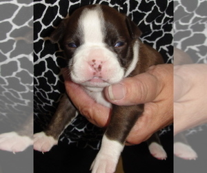 Boston Terrier Puppy for sale in CRKD RVR RNCH, OR, USA