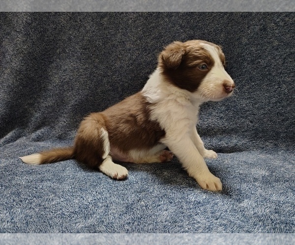 Medium Photo #10 Border Collie Puppy For Sale in NORBORNE, MO, USA