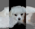Small Photo #2 Morkie Puppy For Sale in FORT WORTH, TX, USA