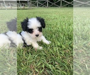 Papitese Puppy for sale in LEEDS, AL, USA
