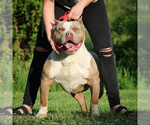 Father of the American Bully puppies born on 07/11/2025