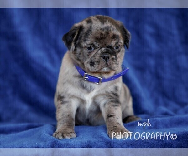 Medium Photo #5 Jug Puppy For Sale in LIBERTY, KY, USA