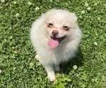Small #5 Pomeranian