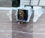 Small Mutt