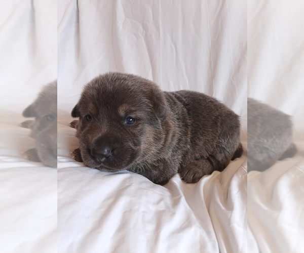 Medium Photo #1 German Shepherd Dog Puppy For Sale in LITCHFIELD, MI, USA