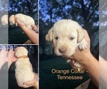 Puppy Tennessee Labrador Retriever