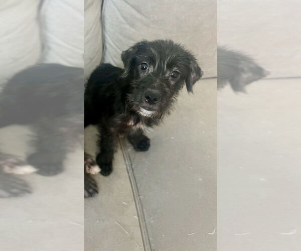 Medium Photo #3 Poodle (Miniature)-Unknown Mix Puppy For Sale in Dana Point, CA, USA