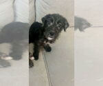 Small #2 Poodle (Miniature) Mix