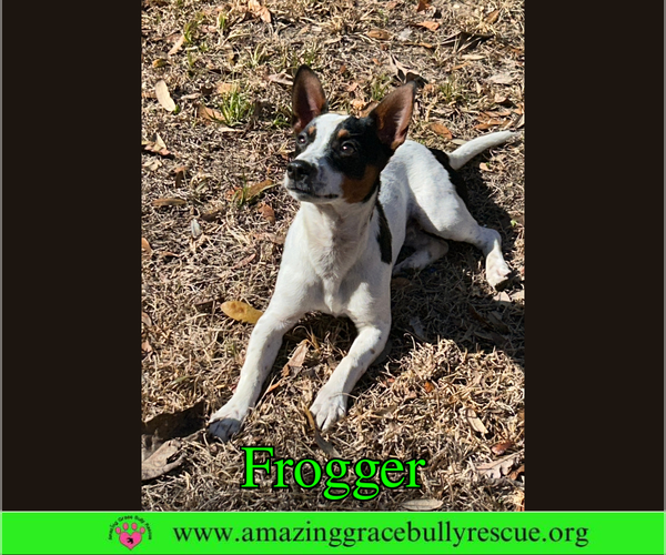 Medium Photo #6 Jack Russell Terrier-Unknown Mix Puppy For Sale in Milton, FL, USA