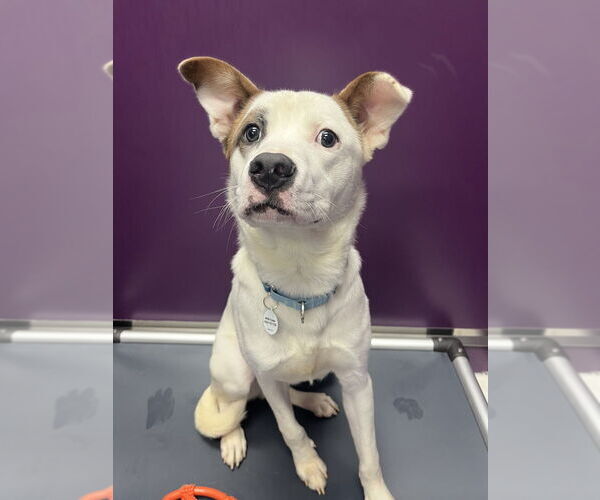 Medium Photo #9 Mutt Puppy For Sale in Candler, NC, USA