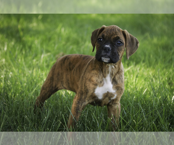 Medium Photo #9 Boxer Puppy For Sale in SHIPSHEWANA, IN, USA