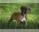 Small #8 Boxer