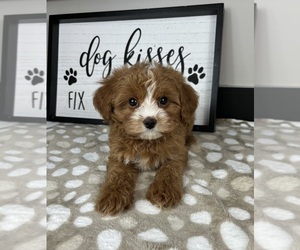 Cavapoo Puppy for sale in INDIANAPOLIS, IN, USA