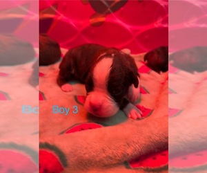 Boxer Puppy for sale in BLOOMINGTON, IL, USA