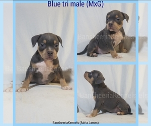 American Bully Puppy for sale in MABELVALE, AR, USA
