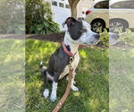 Small #4 Mutt